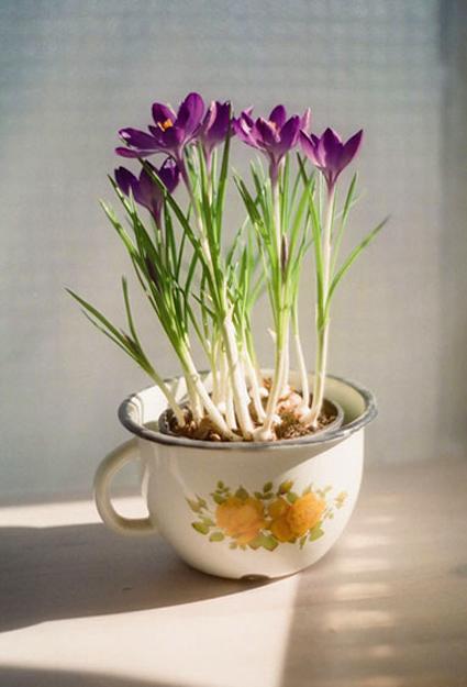 planters-crocuses-decorating-with-flowers-1