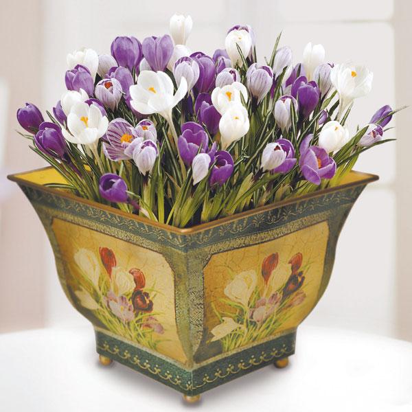 planters-crocuses-decorating-with-flowers-2