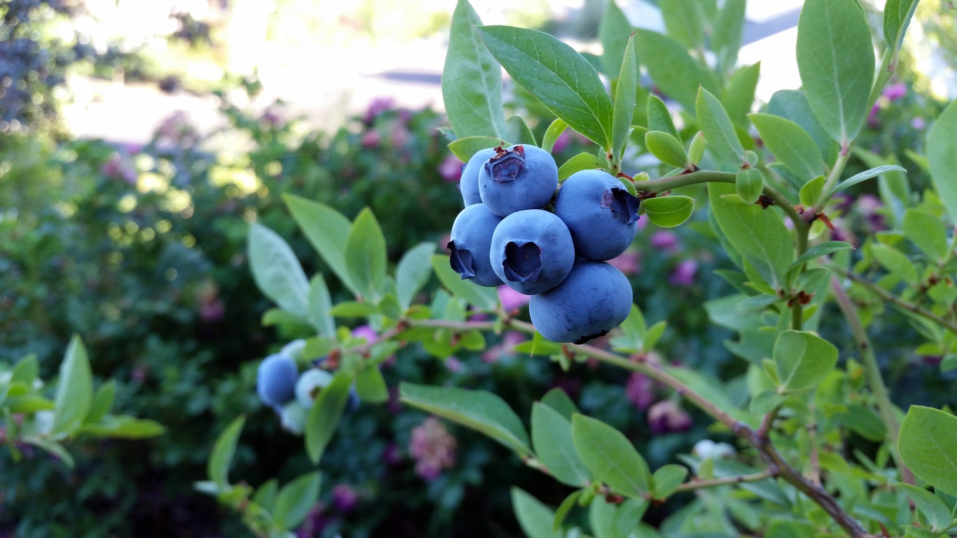 rubel-blueberry