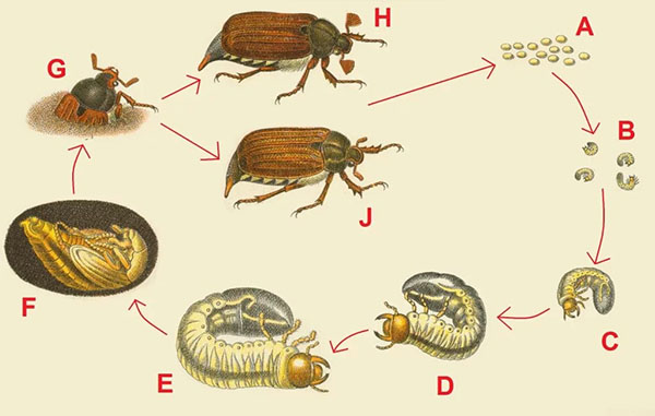 цикл-развития-майского-жука